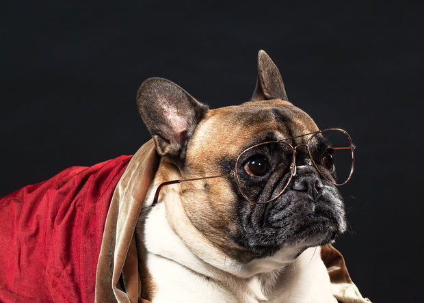 Pet Products